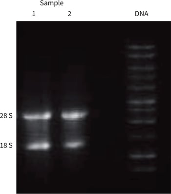 PR-ALVETEX-SCAFFOLD-D045_fig-01