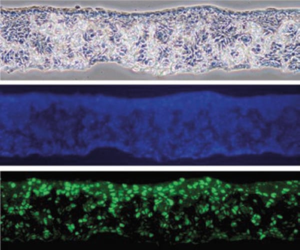 PR-ALVETEX-SCAFFOLD-D047_fig-02