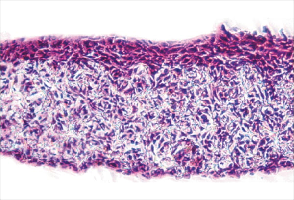 PR-ALVETEX-SCAFFOLD-D049_fig-01