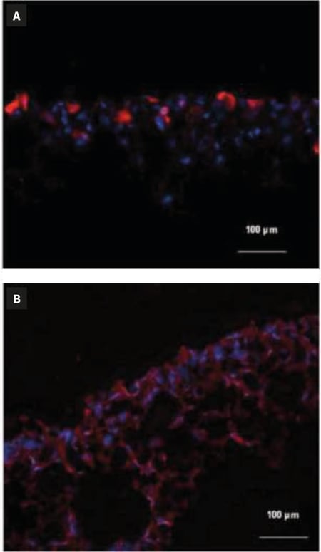 PR-ALVETEX-SCAFFOLD-D052_fig-02