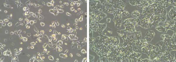 PR-ALVETEX-SCAFFOLD-D057_fig-01