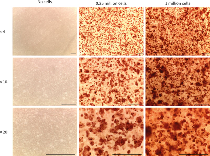 PR-ALVETEX-STRATA-D001_fig-01