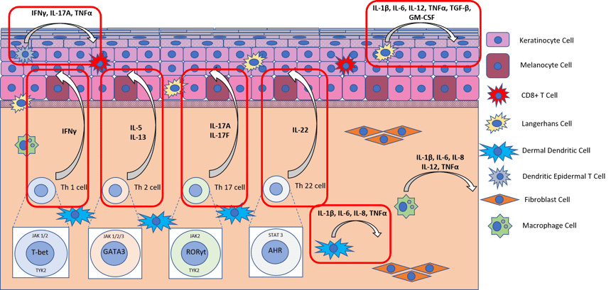 Pan T-cell model primary targets PHA stimulation