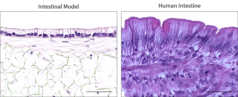 Picture 2 Alvetex instestinal model looks like real intestinal tissues