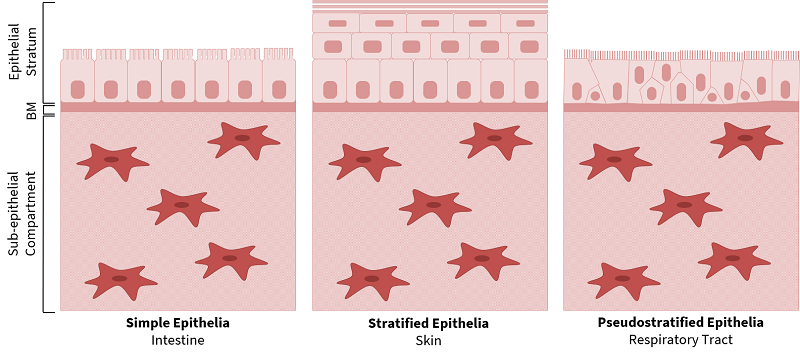 Picture1 3 types of epithelium and their uses