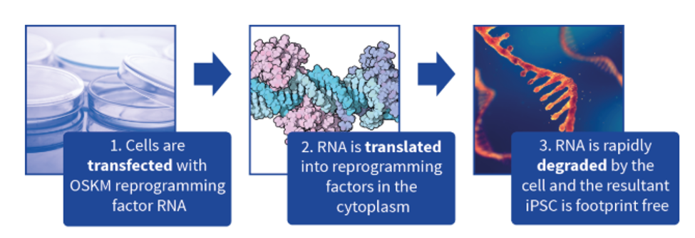 Diagram of RNA reprogramming protocol