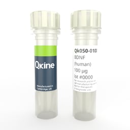 Recombinant human BDNF protein