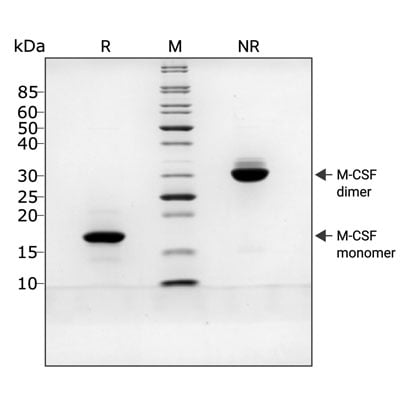 Qk075-M-CSF_purity-400X400