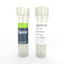 Recombinant human M-CSF protein