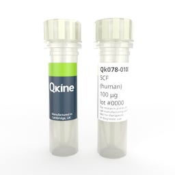 Recombinant human SCF protein