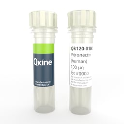 Recombinant human vitronectin protein