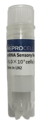 StemRNA™ Sensory Neurons