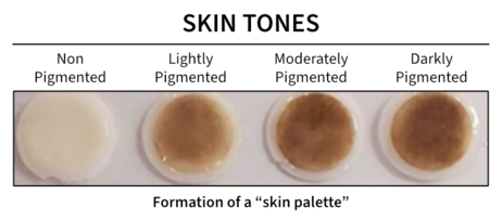 REPROSKIN pigmented skin model - skin tones 2