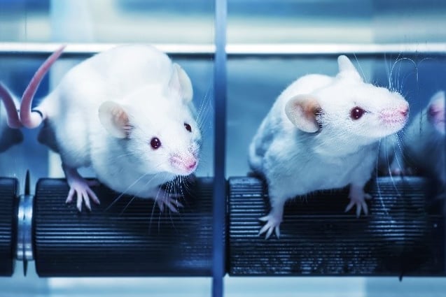 From rat aorta to resistance arteries: measuring vascular contractility