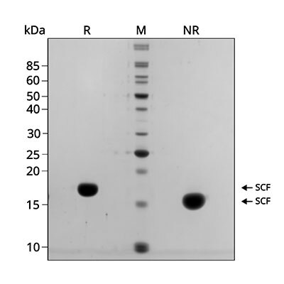 Scf Lab QK078 - Recombinant human SCF protein