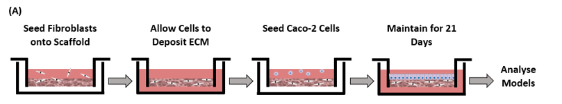 Schematic protocol detailing the development of an intestinal mucosal model (A)