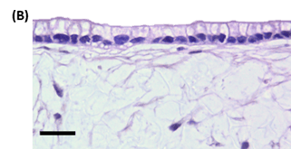 Schematic protocol detailing the development of an intestinal mucosal model (B)