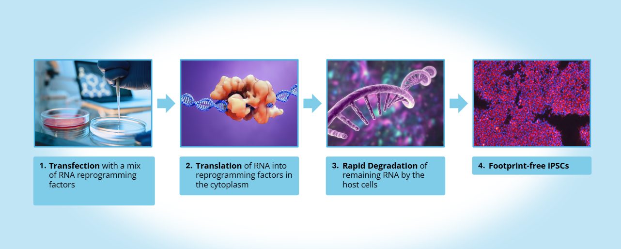 mRNA reprogramming tecnology