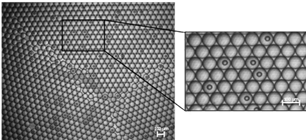 Single-cell-1