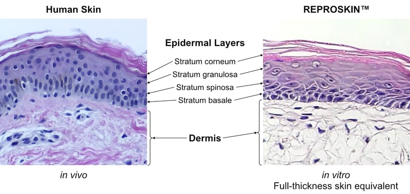 Skin compared to REPROSKIN 1