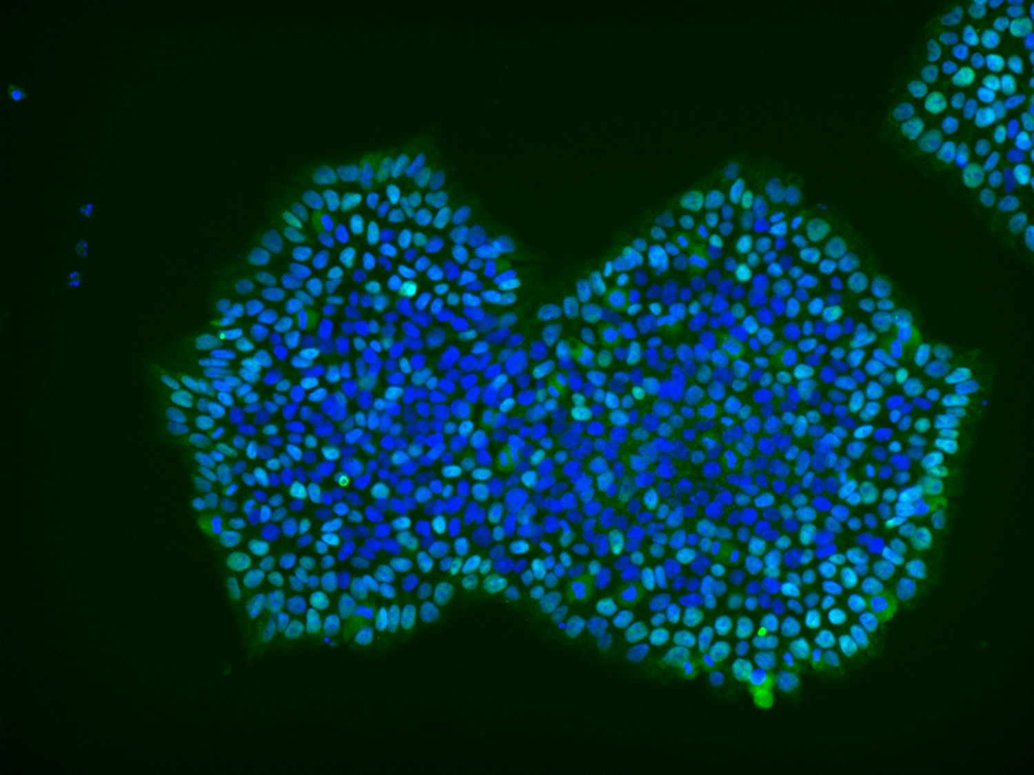 StemEdit Hypoimmune B2M Knockout - NANOG