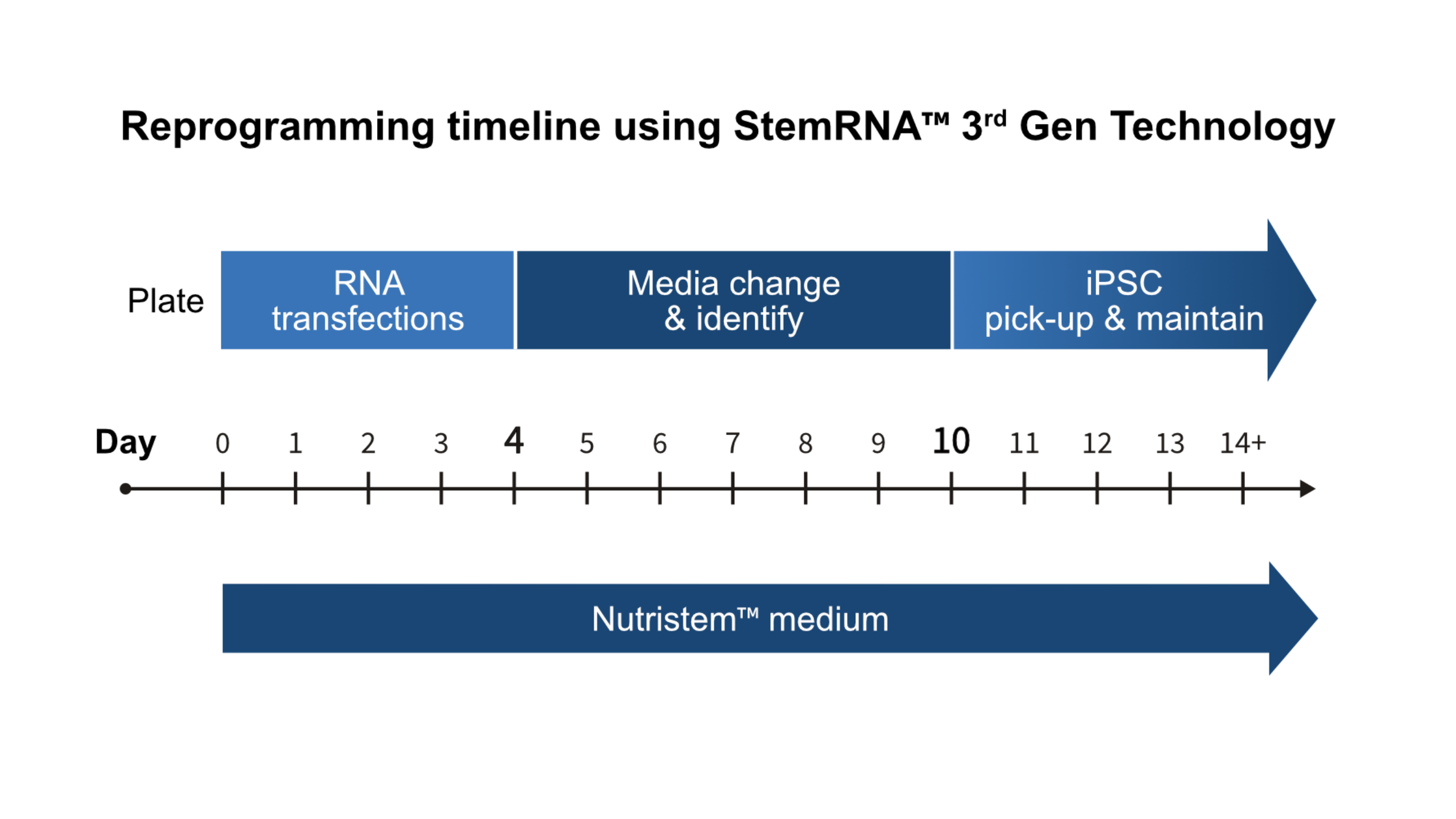 StemRNA 3rd Gen reprogramming timeline v2