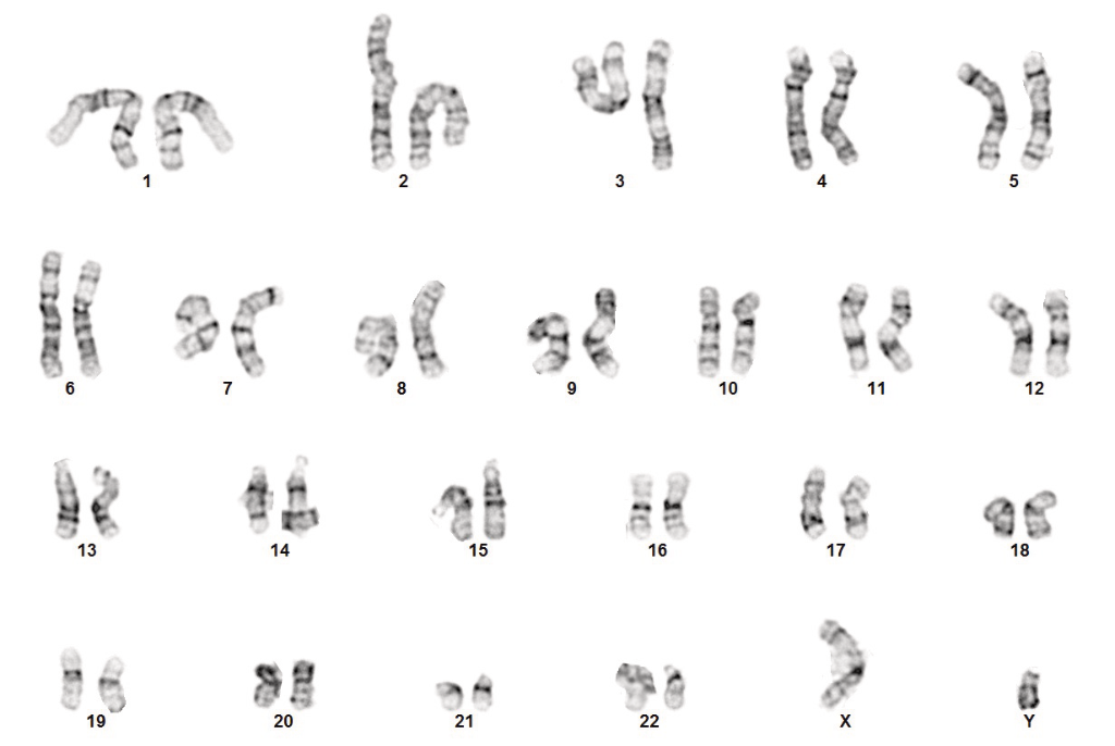 StemRNA hiPSCs exhibit expected phenotype