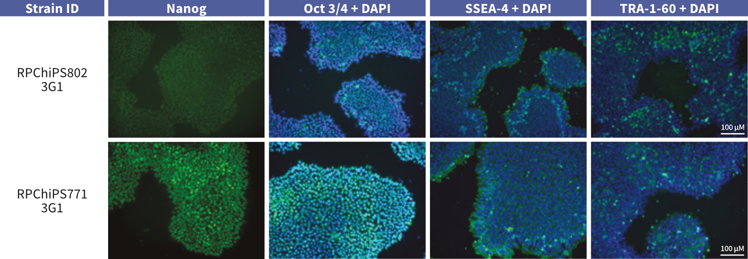 StemRNA hiPSCs stain positive standard pluripotency markers