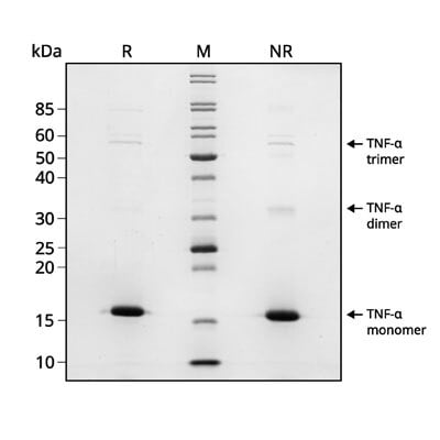 TNFa-gel_webres400