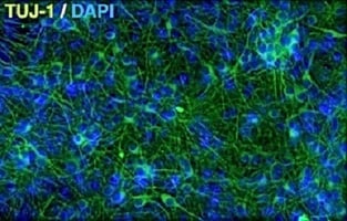 TUJ1DAPI