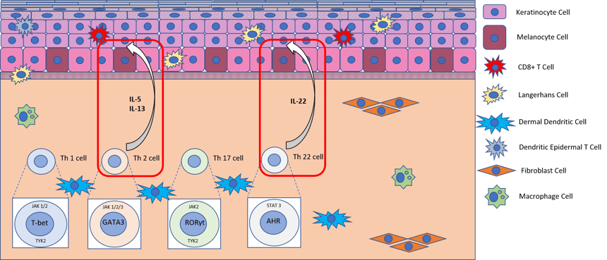 Th2 model primary targets AD cocktail stimulation