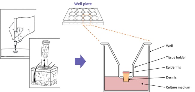 The set up for a typical full-thickbness human skin tissue explant experiment-1