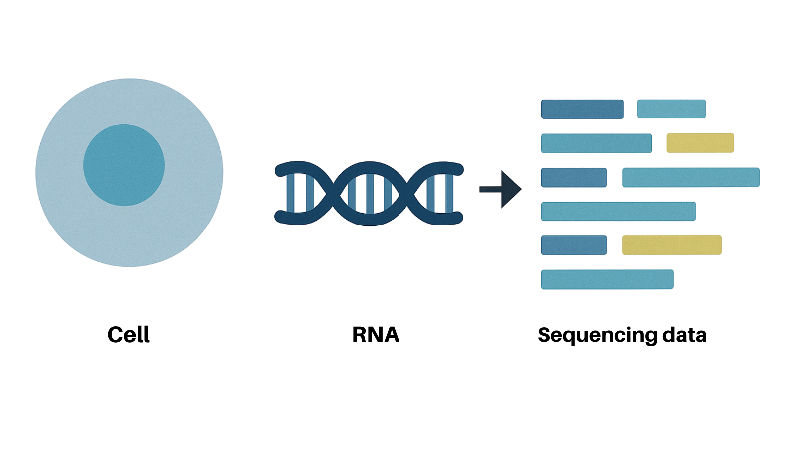 RNA Sequencing (RNA-Seq) to Confirm Gene Expression