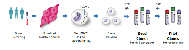 Understanding REPROCELL’s clinical process The creation of iPSC Clones