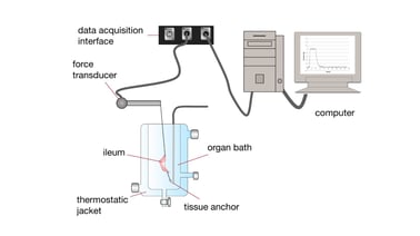 The Enduring Value of Organ Baths in Modern Drug Discovery