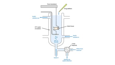 The Enduring Value of Organ Baths in Modern Drug Discovery