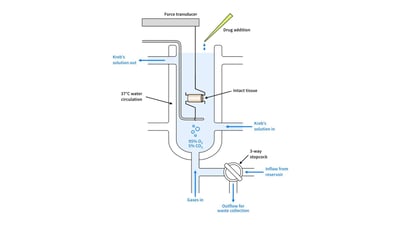 The Enduring Value of Organ Baths in Modern Drug Discovery