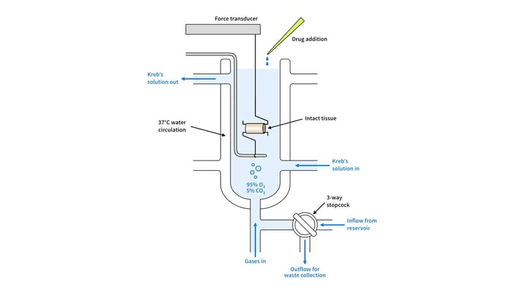 The Enduring Value of Organ Baths in Modern Drug Discovery