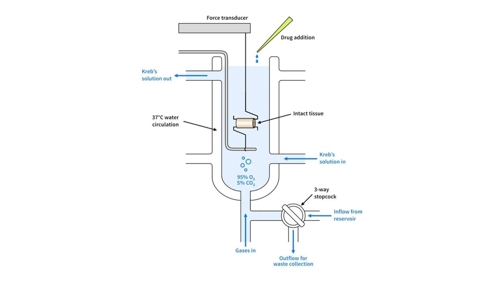 The Enduring Value of Organ Baths in Modern Drug Discovery