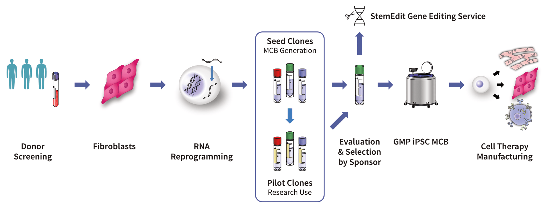 GMP iPSC Production Service: Clinical-grade Human iPSCs and GMP MCBs