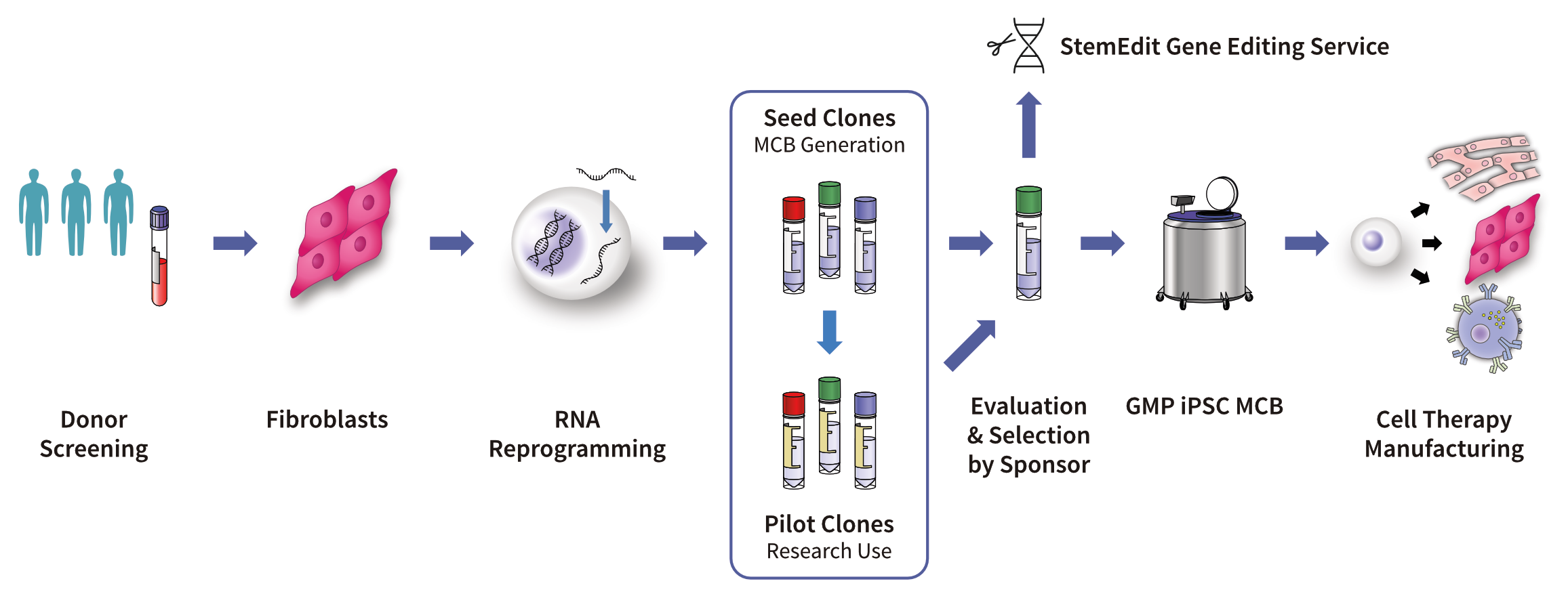 GMP iPSC Production Service: Clinical-grade Human iPSCs and GMP MCBs