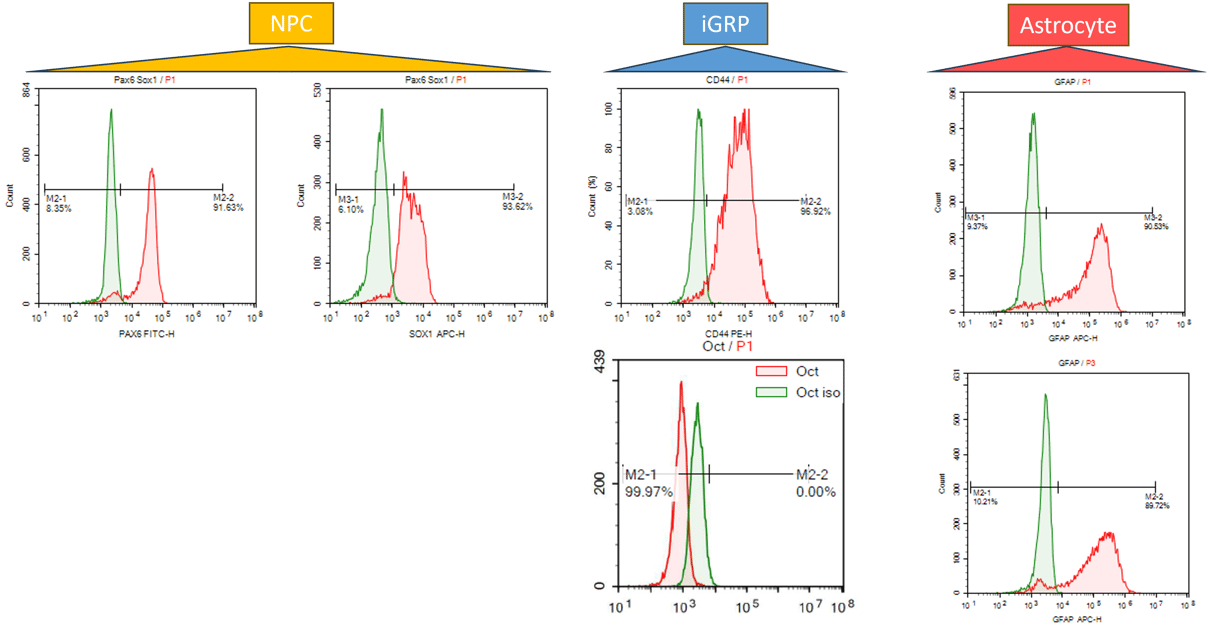 Updated neural differentiation data for StemRNA iPSCs
