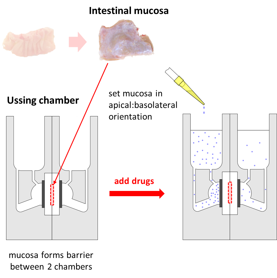ADME / DMPK Lab, Research Data, And Modeling Analysis