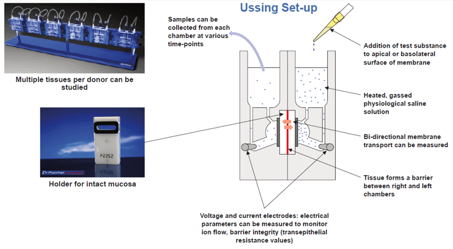 Ussing Chamber Set up Diagram