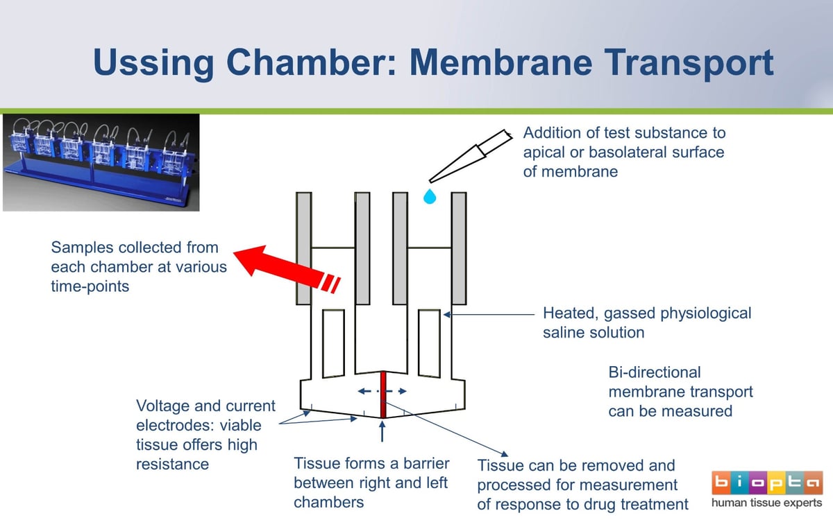 Drug Discovery Technlogies: Ussing Chambers
