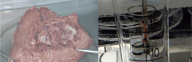 Ventricular trabeculae and organ bath-1