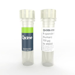 Recombinant human R-spondin 1 protein