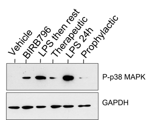 Western blot confirms drug is having desired effect within models