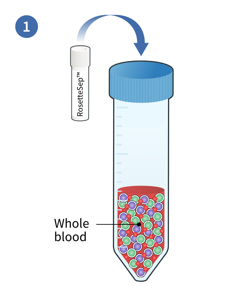 Adding RosettaSep™ Enrichment Cocktail to a whole blood sample in a Falcon tube