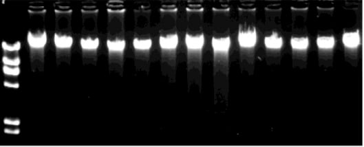 agarose-gel-analysis-1